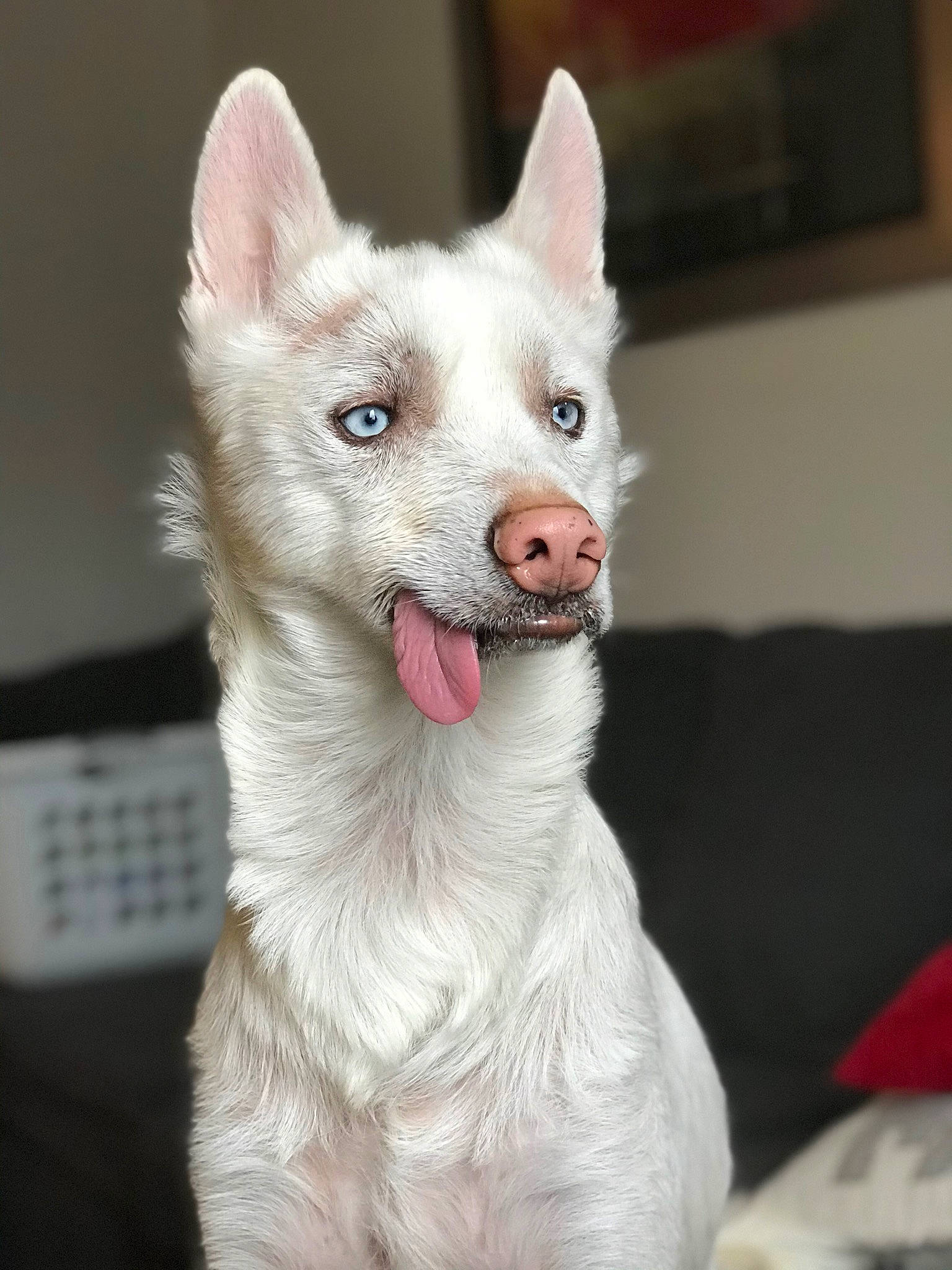 Fang joined the competition — help win amazing prizes! canidae, carnivore, companion_dog, dog, dog_breed, fang, felidae, fur, grey, head, jaw, non_sporting_group, snout, terrestrial_animal, whiskers, wildlife