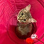 Calypso joined the competition — help win amazing prizes! cat, kitten, pink_tunnel, toy, plastic_ball, pom_pom, whiskers, wide_eyes, looking_up, indoor, pet, playful, fabric_tunnel, close_up, portrait, fur, ears, curious, cute, domestic_cat