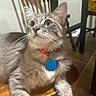 cat, close_up, collar, curious, domestic_animal, feline, fluffy, furniture, green_eyes, grey_fur, id_tag, indoor, looking_up, paw, pet, portrait, tabby, tile_floor, whiskers, wooden_chair