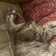 Calypso joined the competition — help win amazing prizes! cat, yawning, fur, whiskers, teeth, tongue, pink_blanket, couch, upholstery, cozy, indoor, pet, close_up, reclining, paw, fluffy, texture, sleepy, mouth_open, feline