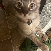 Calypso is registered to the contest to win money with this photo: big_eyes, cat, close_up, collar, curious, fur, green_mat, indoor, kitten, motion_blur, paws, pet, playful, scratching_post, tag, textured_wall, tile_floor, up_close, vertical_composition, whiskers