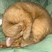 Mecca is registered to the contest to win money with this photo: bed, blanket_ridges, cat, closeup, cozy_blanket, curled_up, cute, ear, fur_texture, ginger_cat, green_bedding, indoor, nap, paws, pet, resting, sleeping_cat, soft_fur, tail, whiskers