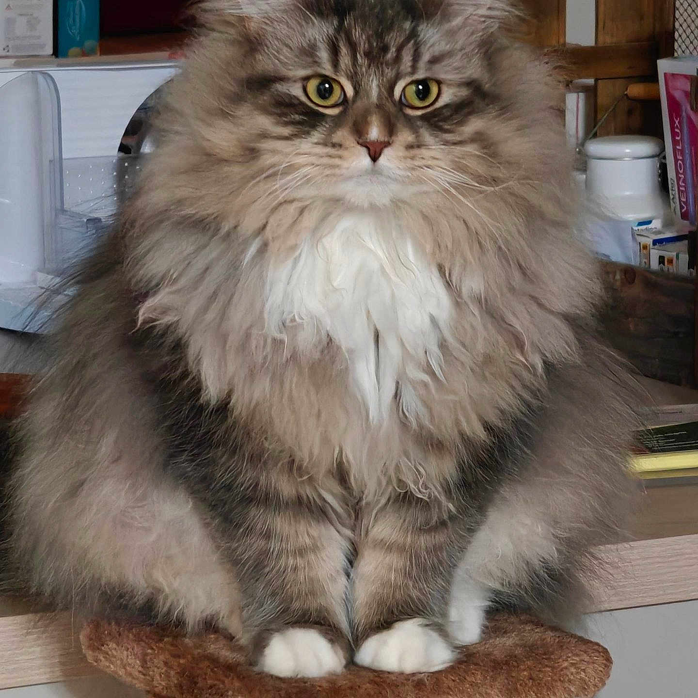 Zwen a rejoint le concours — aidez-le/la à gagner de superbes lots ! animal, brown, cat, close_up, cozy, curious, domestic_cat, ears, eyes, fluffy, furniture, household, indoor, long_hair, pet, scratching_post, sitting, table, whiskers, white_paws