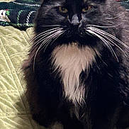 Oreo joined the competition — help win amazing prizes! cat, black_cat, white_whiskers, fluffy, pet, animal, indoor, quilted_blanket, green_blanket, feline, whiskers, close_up, sitting, fur, domestic_cat, mammal, portrait, looking, cute, house_pet