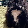 cat, black_cat, white_whiskers, fluffy, pet, animal, indoor, quilted_blanket, green_blanket, feline, whiskers, close_up, sitting, fur, domestic_cat, mammal, portrait, looking, cute, house_pet