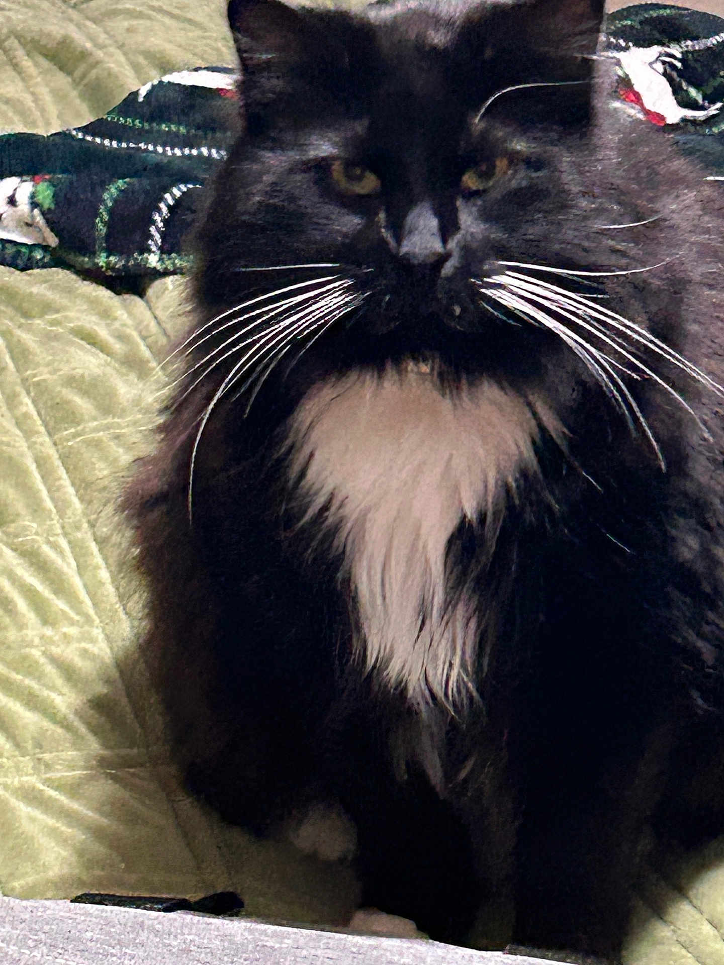 Oreo