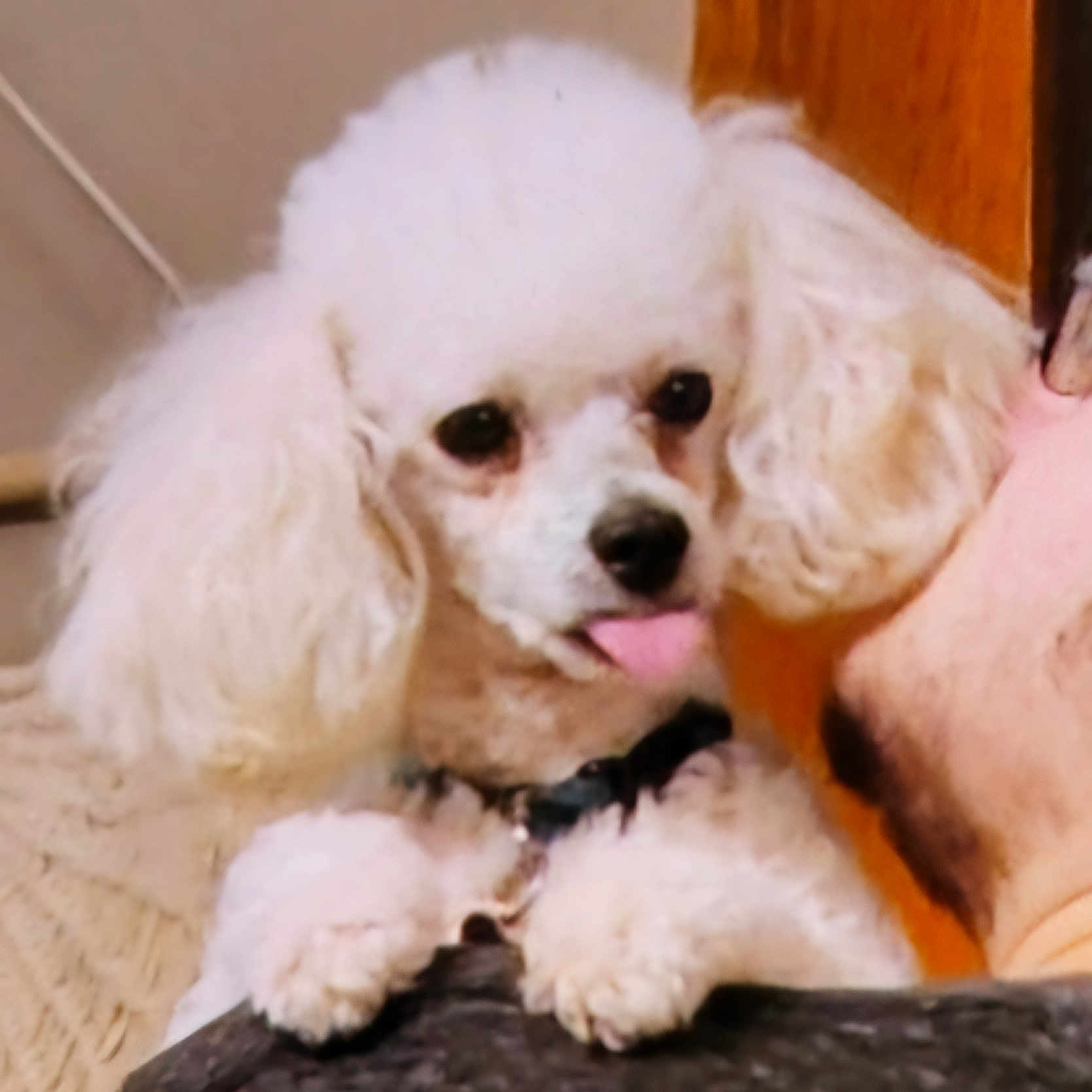 Boston is registered to the contest to win money with this photo: animal, bison, canine, cockerspaniel, dog, pet, poodle, puppy, whitedog