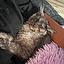 Namir is registered to the contest to win money with this photo: cat, sleeping, fluffy, couch, pillow, lavender, black_clothing, wooden_floor, relaxed, pet, indoor, cozy, resting, fur, animal, home, soft_texture, cute, domestic_cat, peaceful