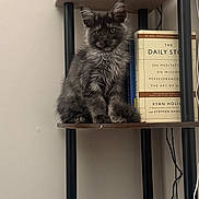 Namir is registered to the contest to win money with this photo: cat, kitten, sitting, shelf, books, indoor, furniture, gray_fur, fluffy, pet, animal, cute, curious, young, domestic, portrait, cozy, calm, feline, reading