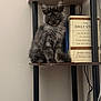 cat, kitten, sitting, shelf, books, indoor, furniture, gray_fur, fluffy, pet, animal, cute, curious, young, domestic, portrait, cozy, calm, feline, reading
