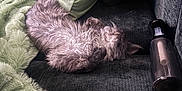 Namir is registered to the contest to win money with this photo: cat, fluffy, sleeping, couch, pillow, blanket, lint_roller, indoor, cozy, relaxed, pet, feline, fur, resting, home, soft_texture, comfort, animal, domestic, napping
