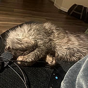 Namir joined the competition — help win amazing prizes! animal, cable, cat, cozy, curled_up, cute, domestic, feline, floor, fur, home, indoor, paw, pet, relaxing, remote_control, resting, sleeping, soft_light, texture