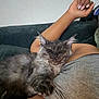 Namir joined the competition — help win amazing prizes! cat, sleeping, fluffy, gray_cat, person, arm, couch, relaxing, indoor, nap, feline, pet, cozy, resting, closeup, comfort, casual, animal, domestic, fur