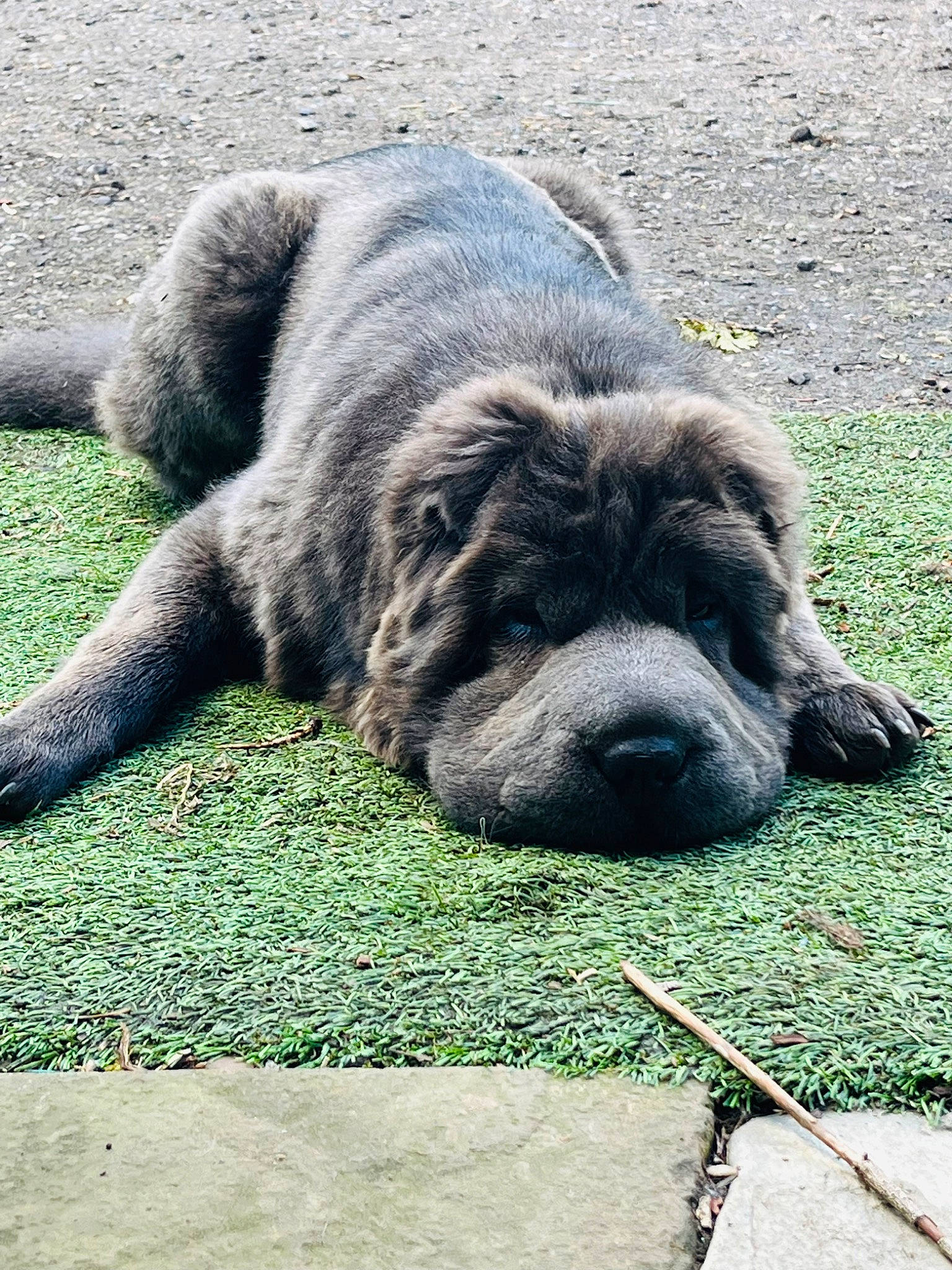 Wu joined the competition — help win amazing prizes! ancient_dog_breeds, carnivore, dog, dog_breed, foot, fur, grass, snout, sporting_group, terrestrial_animal, wildlife, working_animal, wrinkle