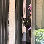 Misusa joined the competition — help win amazing prizes! black_cat, cat, curious, yellow_eyes, collar, curtain, window, indoor, peeking, pet, animal, feline, looking_out, home, shadow, purple_collar, domestic_cat, close_up, alert, side_view