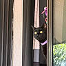 black_cat, cat, curious, yellow_eyes, collar, curtain, window, indoor, peeking, pet, animal, feline, looking_out, home, shadow, purple_collar, domestic_cat, close_up, alert, side_view