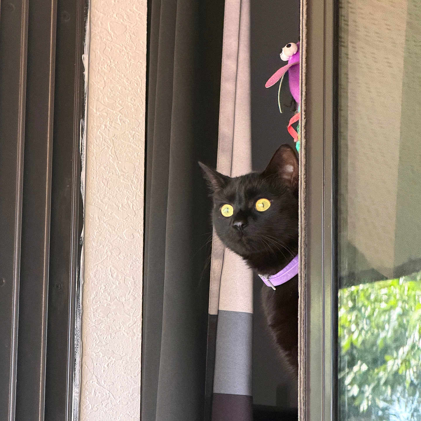 Misusa joined the competition — help win amazing prizes! black_cat, cat, curious, yellow_eyes, collar, curtain, window, indoor, peeking, pet, animal, feline, looking_out, home, shadow, purple_collar, domestic_cat, close_up, alert, side_view