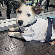 Ivy joined the competition — help win amazing prizes! puppy, dog, martial_arts_uniform, white_fur, brown_spots, indoors, wooden_floor, glass_window, reflection, people, martial_arts, karate, training, cute, pet, laying_down, curious, black_nose, ears, young_dog