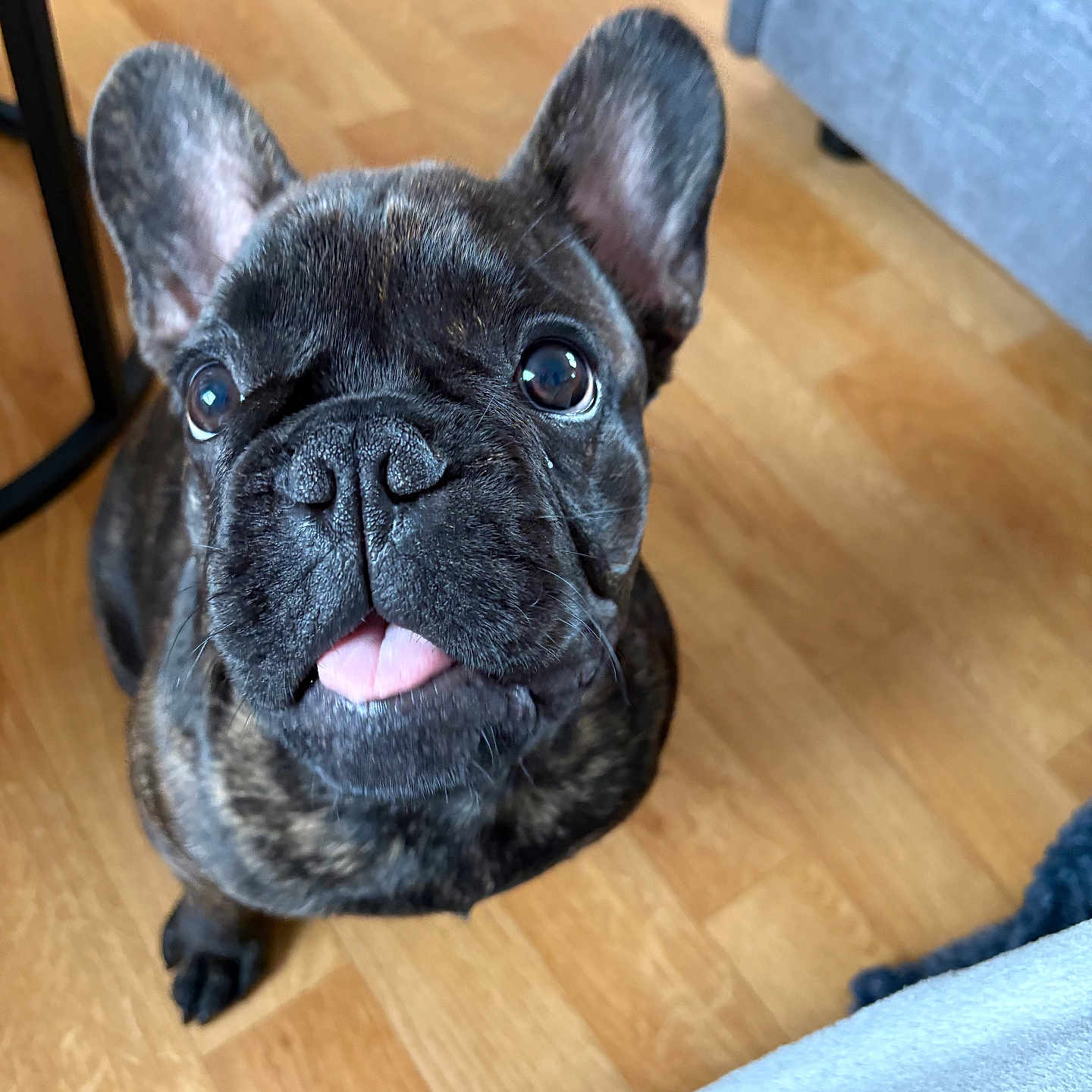 Aïko a rejoint le concours — aidez-le/la à gagner de superbes lots ! animal, brindle, canine, close_up, cute, dog, domestic_animal, ears_up, floor, french_bulldog, fur, furniture, house, indoor, looking_up, pet, puppy, sitting, tongue_out, wooden_floor