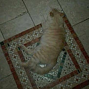 Nouky participe au concours pour gagner de l'argent avec cette photo : carnivoran, cat, cat_like_mammal, floor, flooring, photo_caption, screenshot, small_to_medium_sized_cats, tail