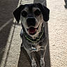 animal, black, canine, carpet, collar, dog, domestic, ears, fur, grey, happy, indoor, pet, playful, shadow, sitting, smiling, sunlight, tongue, white