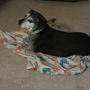 Helmer is registered to the contest to win money with this photo: dog, blanket, carpet, indoor, pet, animal, lying, collar, black, gray, white, colorful, fabric, floor, domestic, canine, resting, blurred, motion, house