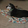 dog, blanket, carpet, indoor, pet, animal, lying, collar, black, gray, white, colorful, fabric, floor, domestic, canine, resting, blurred, motion, house