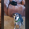 dog, cat, chair, recliner, carpet, indoor, pet, black_cat, gray_dog, collar, furniture, blanket, looking_at_camera, animal, home, living_room, cute, sitting, relaxed, cozy