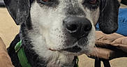 Helmer is registered to the contest to win money with this photo: dog, pet, close_up, indoor, collar, animal, canine, furniture, brown, black, white, eyes, face, nose, ears, fur, portrait, domestic, companion, looking