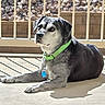 animal, calm, canine, collar, companion, daylight, dog, domestic_animal, ears, fence, muzzle, outdoor, patio, pet, relaxing, resting, rocks, shadow, sitting, sunlight