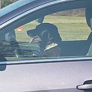Abbie joined the competition — help win amazing prizes! canine, car, collar, daylight, dog, domestic_animal, grass, happy, leisure, nature, outdoor, parked, pet, seat, sideviewmirror, sunlight, tongue, transport, vehicle, window