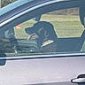 dog, car, window, seat, collar, sunlight, grass, sideviewmirror, outdoor, vehicle, pet, tongue, happy, domestic_animal, transport, parked, daylight, leisure, canine, nature