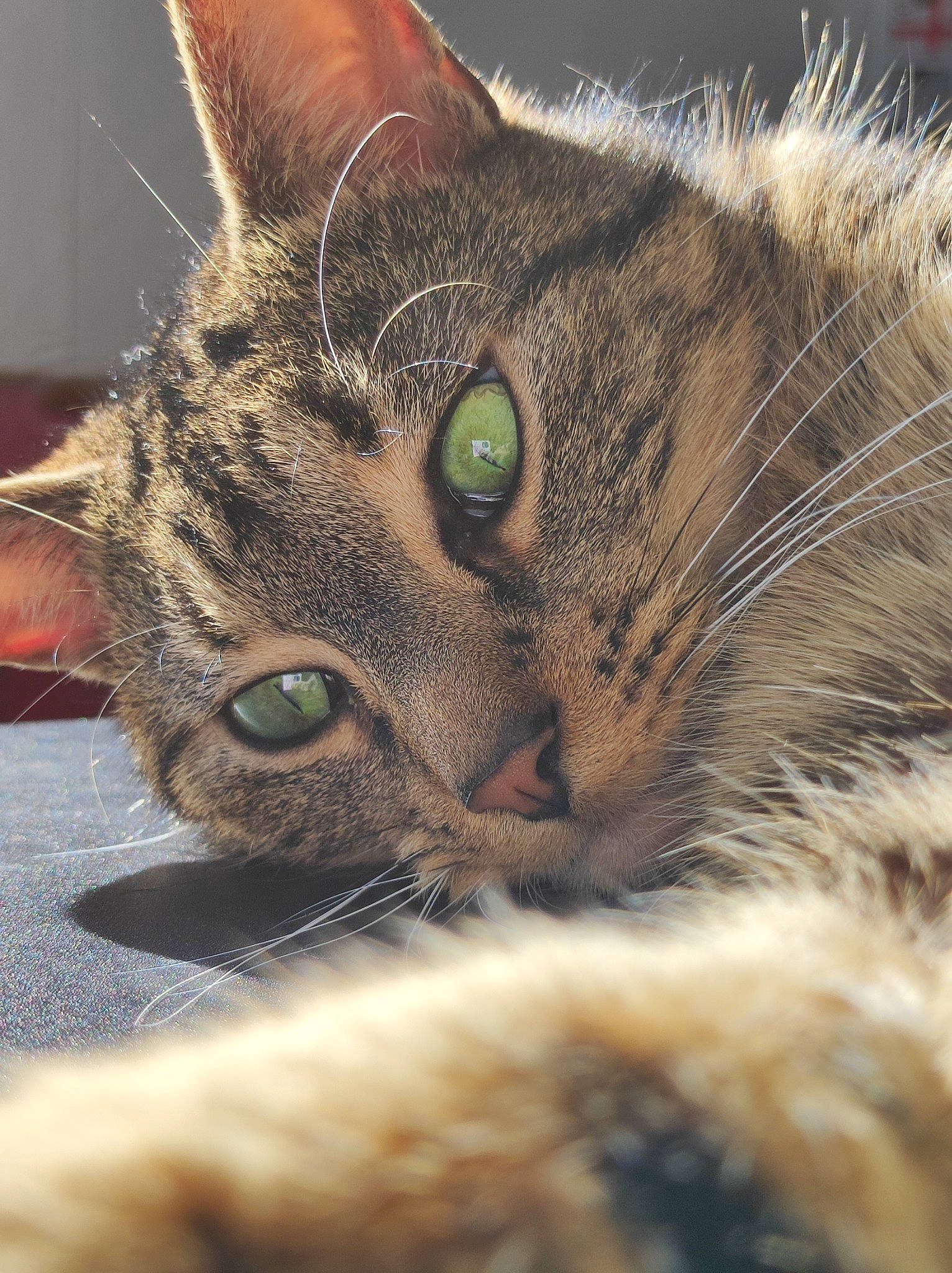 Titigre participe au concours pour gagner de l'argent avec cette photo : carnivore, cat, claw, close_up, comfort, domestic_short_haired_cat, felidae, fur, paw, small_to_medium_sized_cats, snout, terrestrial_animal, tree, whiskers, wildlife