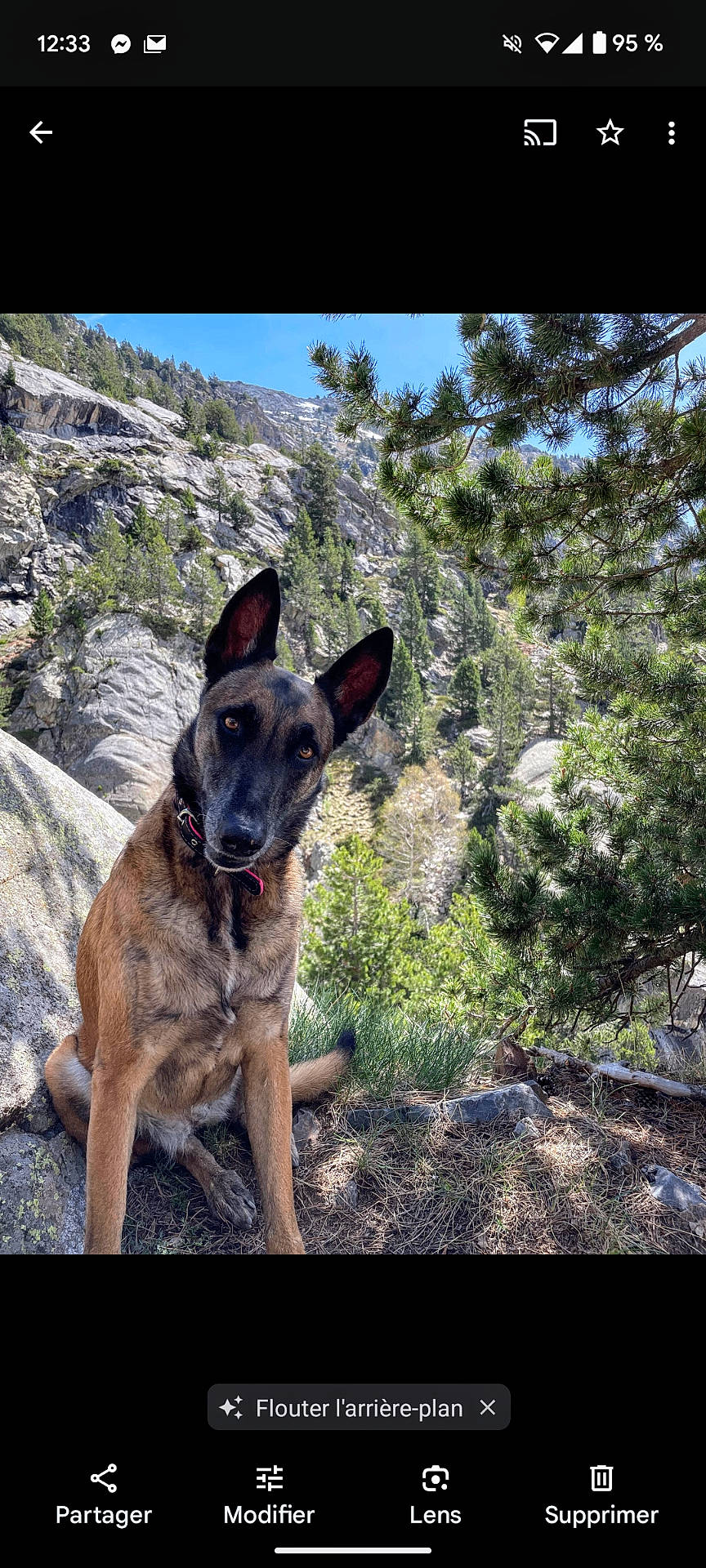 Oona participe au concours pour gagner de l'argent avec cette photo : animal, canine, dog, germanshepherd, grove, hound, jungle, land, mountain, nature, outdoors, pet, plant, policedog, puppy, rock, tree, vegetation, wilderness, woodland