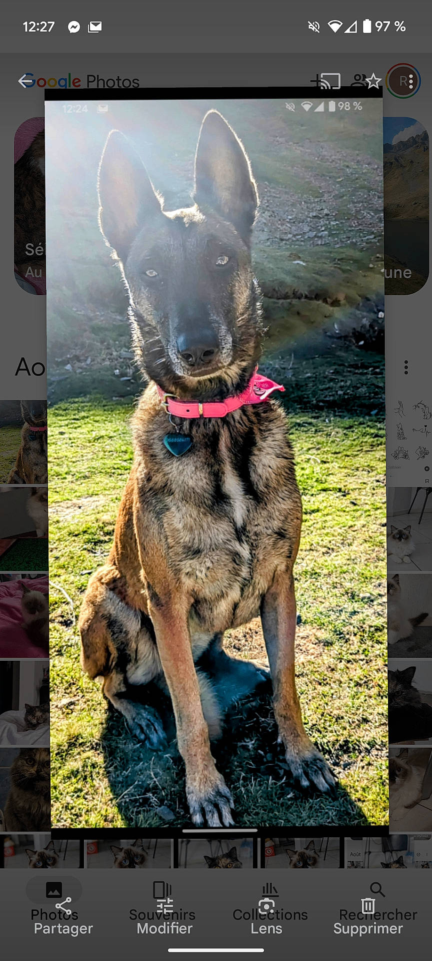 Oona participe au concours pour gagner de l'argent avec cette photo : accessories, animal, art, bodypart, canine, cat, collage, collar, dog, germanshepherd, grass, hound, mouth, pet, plant, policedog, puppy, snout, sphere, text