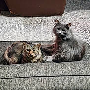 Galaxy And Hazel is registered to the contest to win money with this photo: abyssinian, angora, animal, architecture, armchair, building, cat, chair, couch, cushion, furniture, homedecor, indoors, kitten, livingroom, manx, person, pet, room, sleeping