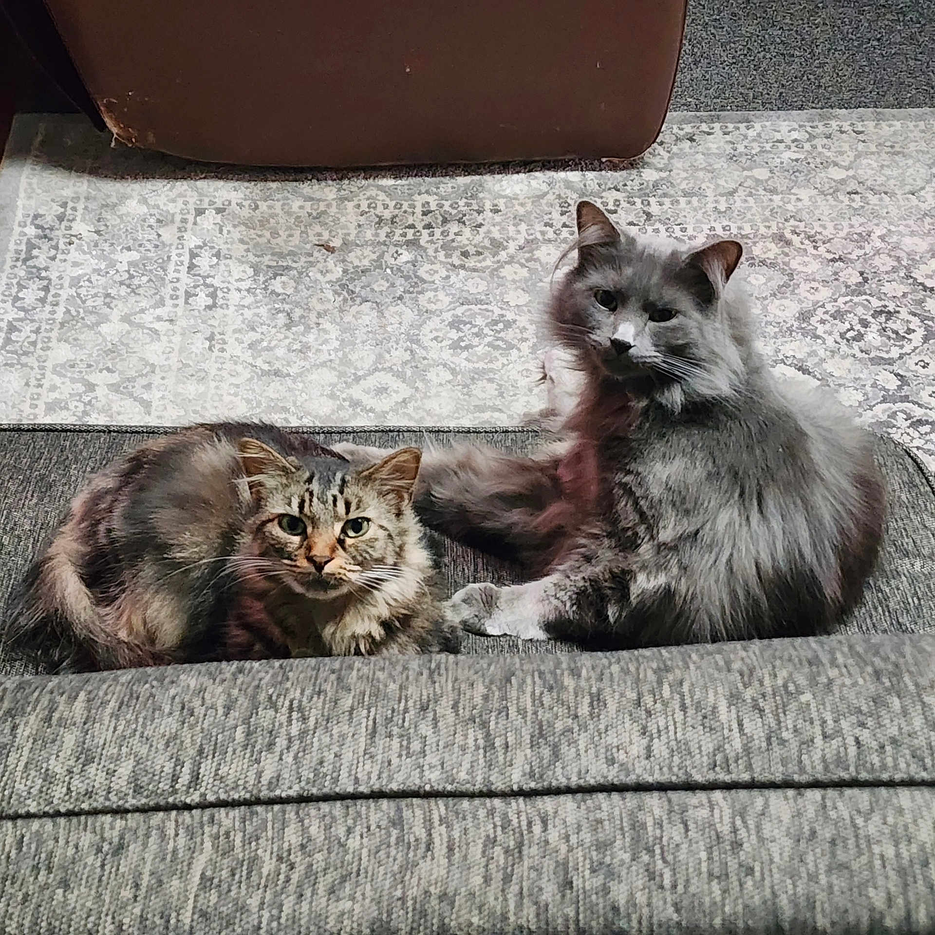 Galaxy And Hazel is registered to the contest to win money with this photo: abyssinian, angora, animal, architecture, armchair, building, cat, chair, couch, cushion, furniture, homedecor, indoors, kitten, livingroom, manx, person, pet, room, sleeping