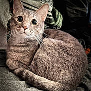 Finley joined the competition — help win amazing prizes! cat, tabby, wide_eyes, curled_up, feline, pet, indoor, blanket, soft_fur, close_up, cute, animal, whiskers, ears, tail, relaxed, cozy, portrait, domestic_cat, sleepy