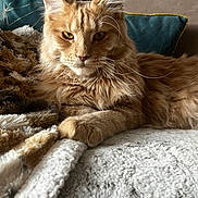 Ulan participe au concours pour gagner de l'argent avec cette photo : cat, ginger_cat, fluffy, pet, indoor, blanket, couch, furniture, relaxed, fur, ears, whiskers, closeup, portrait, cozy, home, resting, animal, domestic_cat, cute