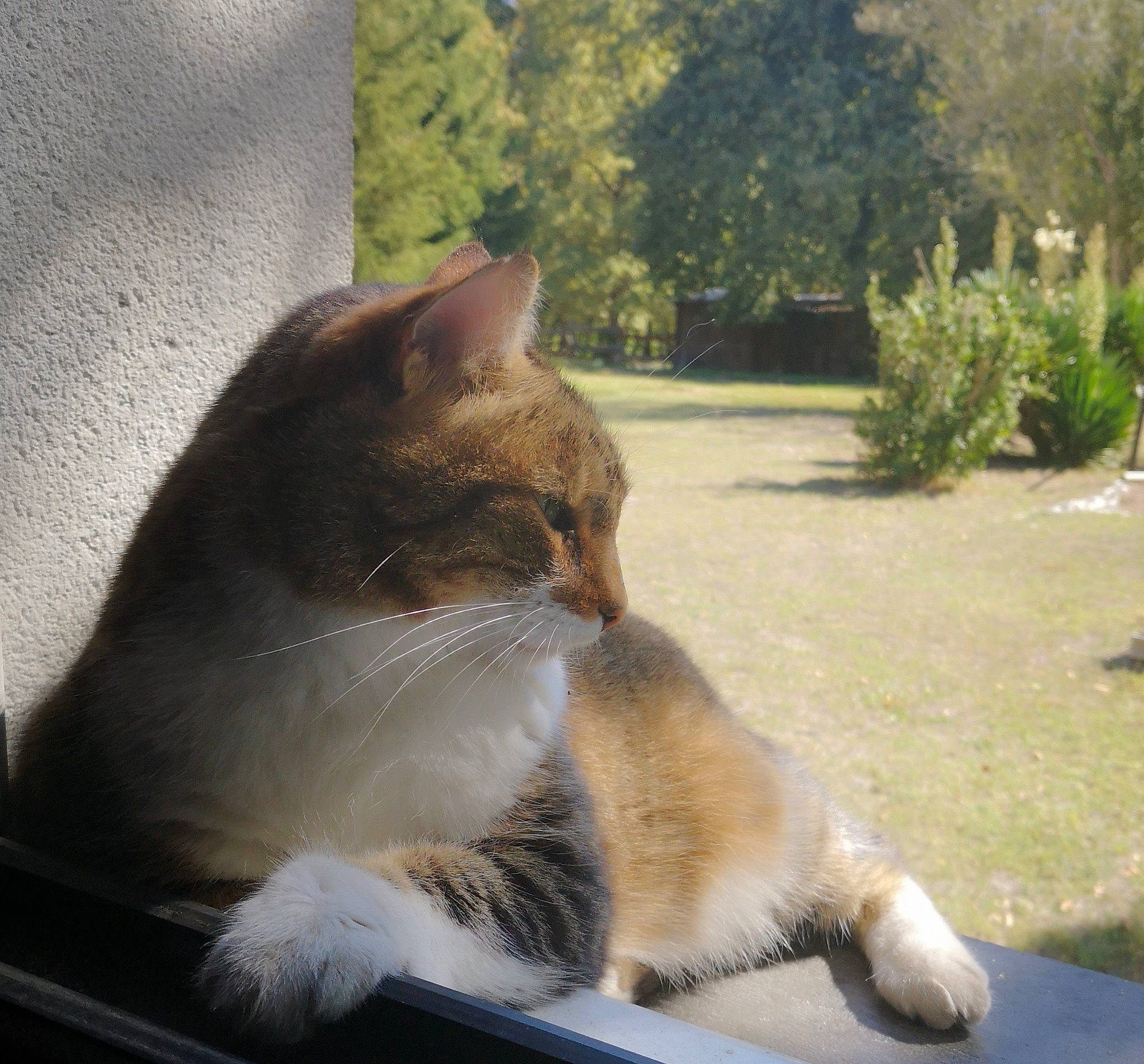 Chicco participe au concours pour gagner de l'argent avec cette photo : carnivore, cat, comfort, domestic_short_haired_cat, eye, fawn, felidae, fur, grass, hood, plant, road_surface, small_to_medium_sized_cats, snout, tail, tints_and_shades, tree, whiskers, window, windshield