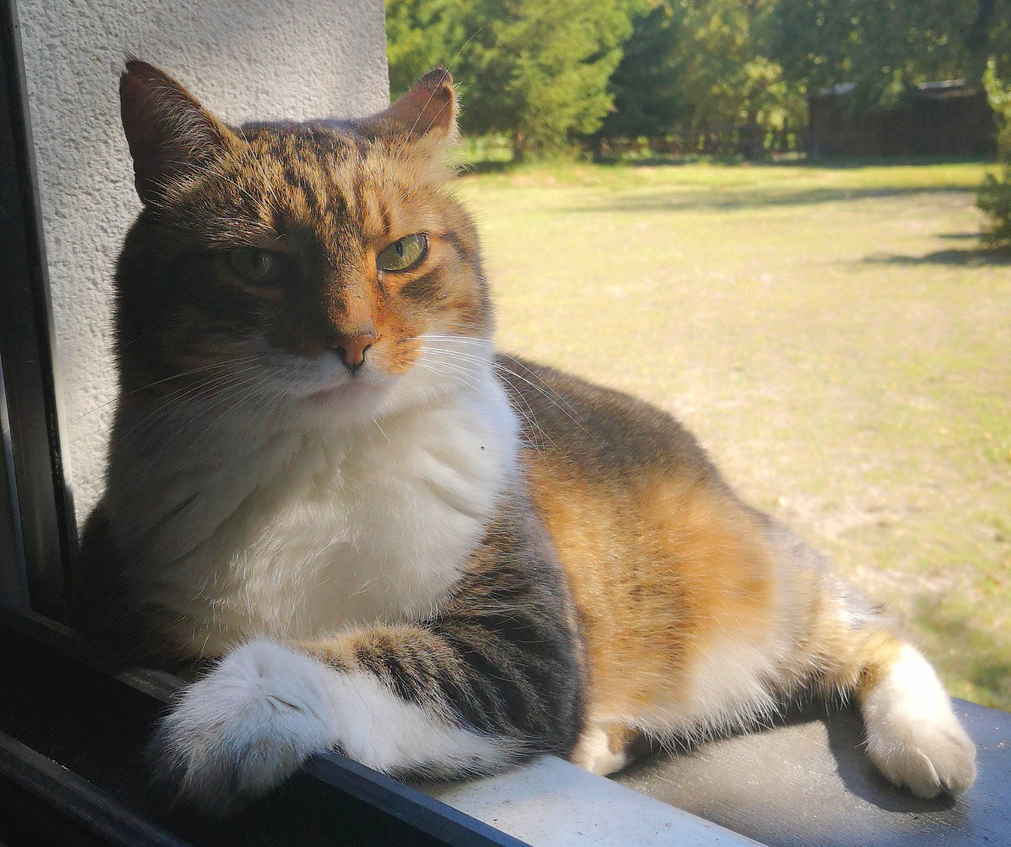 Chicco participe au concours pour gagner de l'argent avec cette photo : asphalt, carnivore, cat, domestic_short_haired_cat, eye, fawn, felidae, fur, grass, plant, road_surface, small_to_medium_sized_cats, snout, tail, terrestrial_animal, tints_and_shades, tree, whiskers, window, windshield