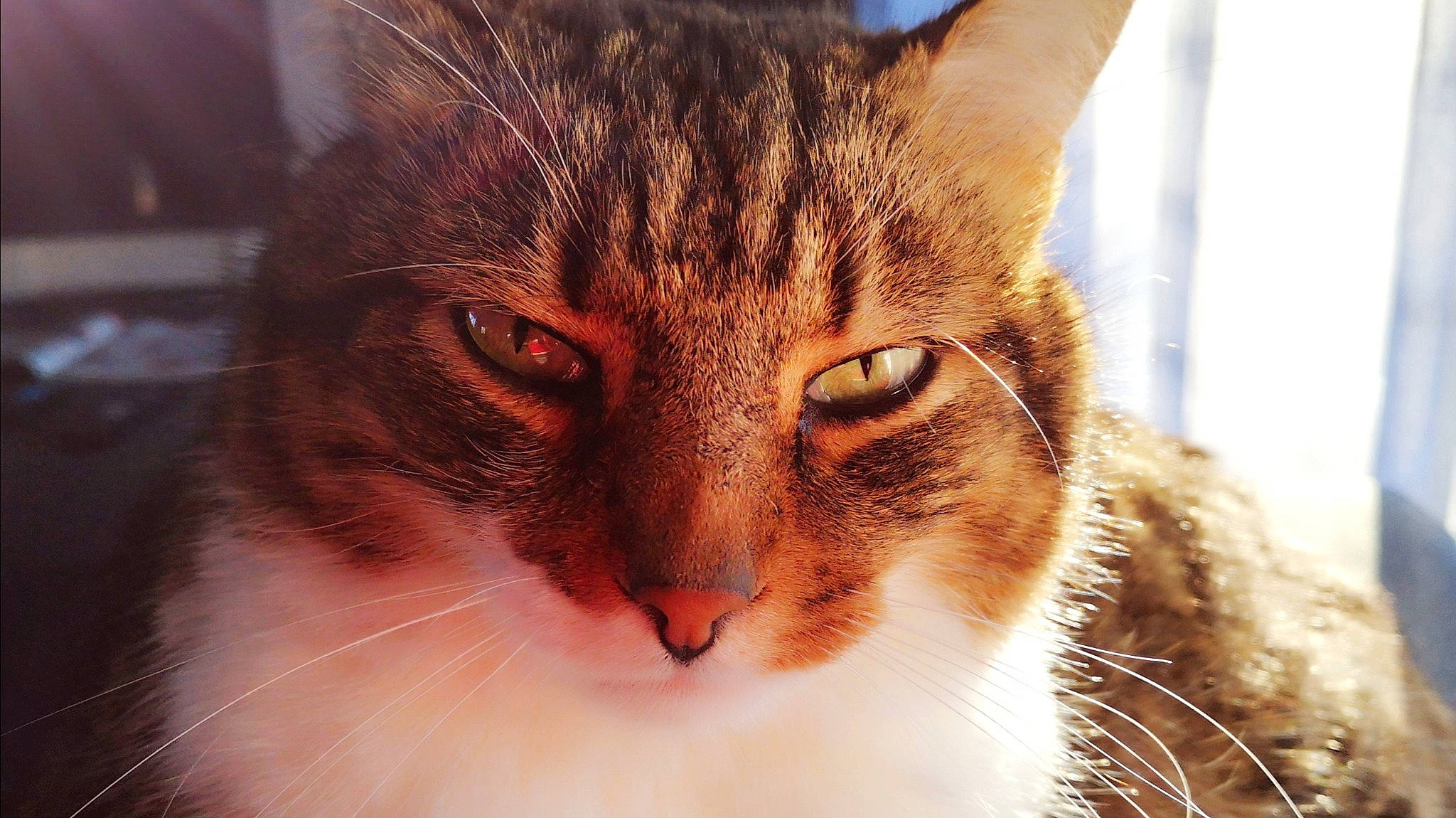 Chicco participe au concours pour gagner de l'argent avec cette photo : carnivore, cat, domestic_short_haired_cat, ear, fawn, felidae, fur, small_to_medium_sized_cats, snout, terrestrial_animal, tree, whiskers, wildlife, window, wood