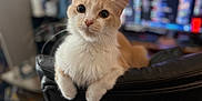 Sunny joined the competition — help win amazing prizes! cat, animal, pet, indoor, feline, chair, leather, white, orange, fur, whiskers, ears, eyes, front_paws, blurred_background, computer_screen, home, curious, looking, sitting