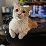 cat, animal, pet, indoor, feline, chair, leather, white, orange, fur, whiskers, ears, eyes, front_paws, blurred_background, computer_screen, home, curious, looking, sitting
