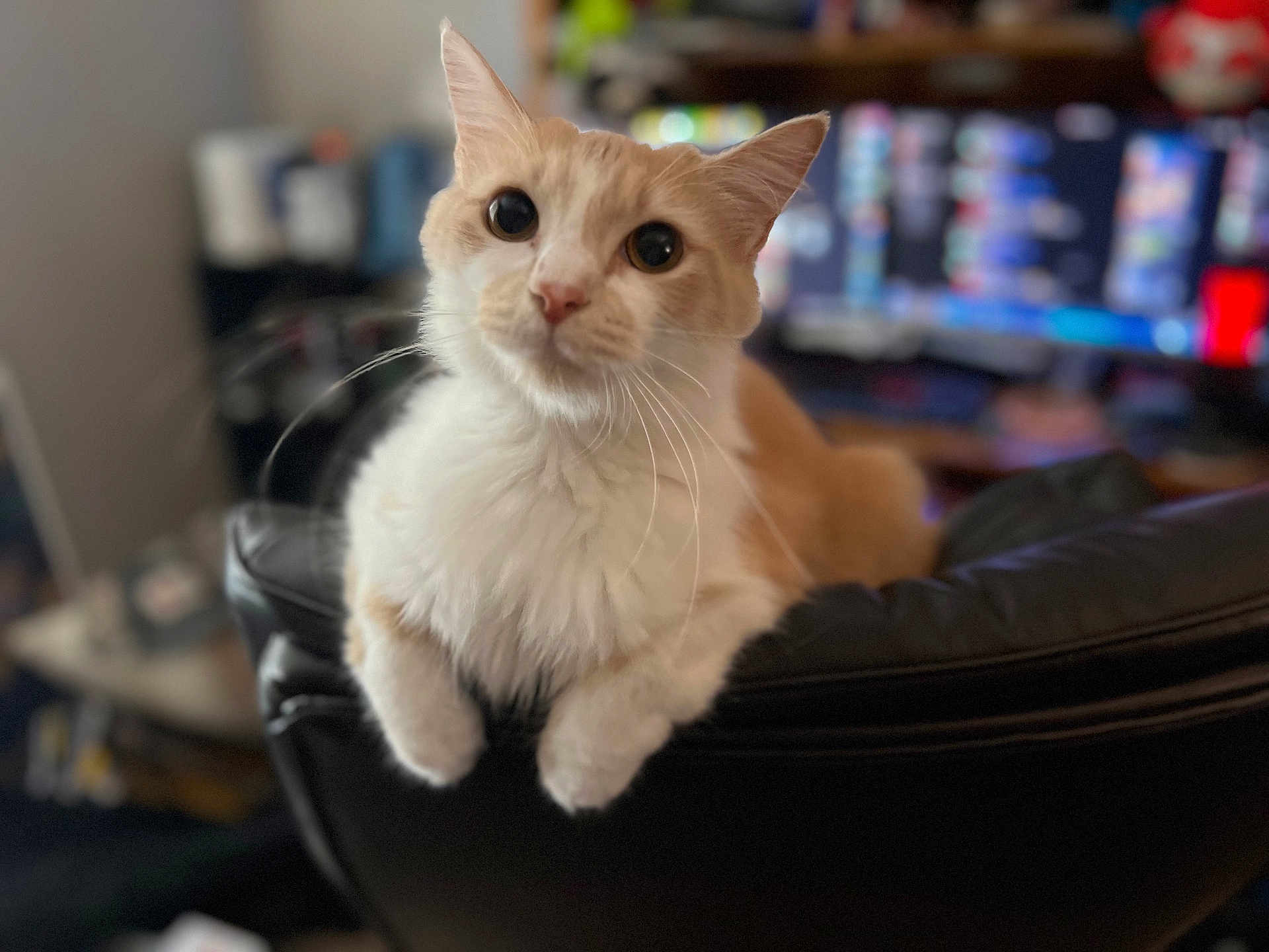 Sunny joined the competition — help win amazing prizes! cat, animal, pet, indoor, feline, chair, leather, white, orange, fur, whiskers, ears, eyes, front_paws, blurred_background, computer_screen, home, curious, looking, sitting
