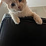 Sunny is registered to the contest to win money with this photo: cat, curious, cream_color, white_color, paws, leather_chair, indoor, pet, close_up, feline, whiskers, ears, eyes, fur, animal, looking_down, home, cute, mammal, playful
