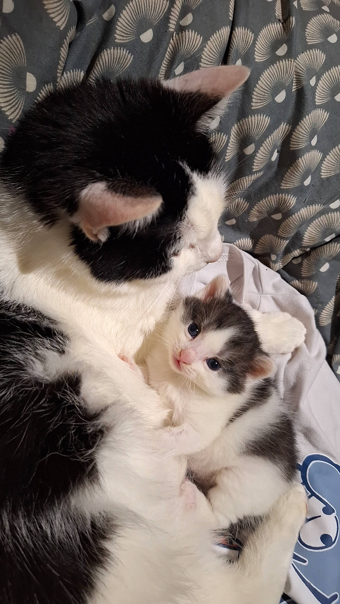 Zina a rejoint le concours — aidez-le/la à gagner de superbes lots ! carnivore, cat, claw, comfort, domestic_short_haired_cat, felidae, fur, paw, small_to_medium_sized_cats, snout, tail, whiskers