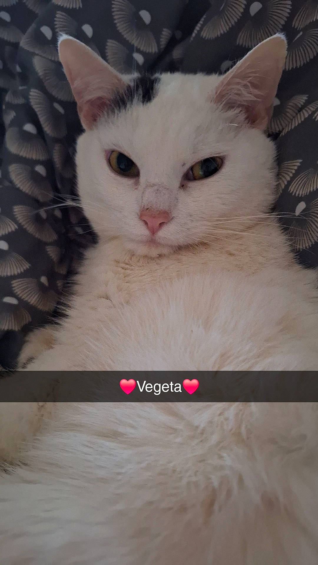 Vegeta
