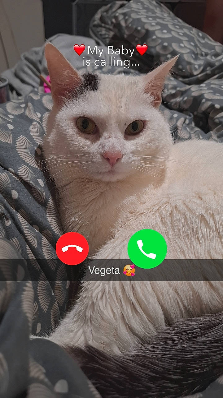 Vegeta participe au concours pour gagner de l'argent avec cette photo : carnivore, cat, domestic_short_haired_cat, felidae, fur, natural_material, pattern, paw, pet_supply, photo_caption, small_to_medium_sized_cats, tail, whiskers, white