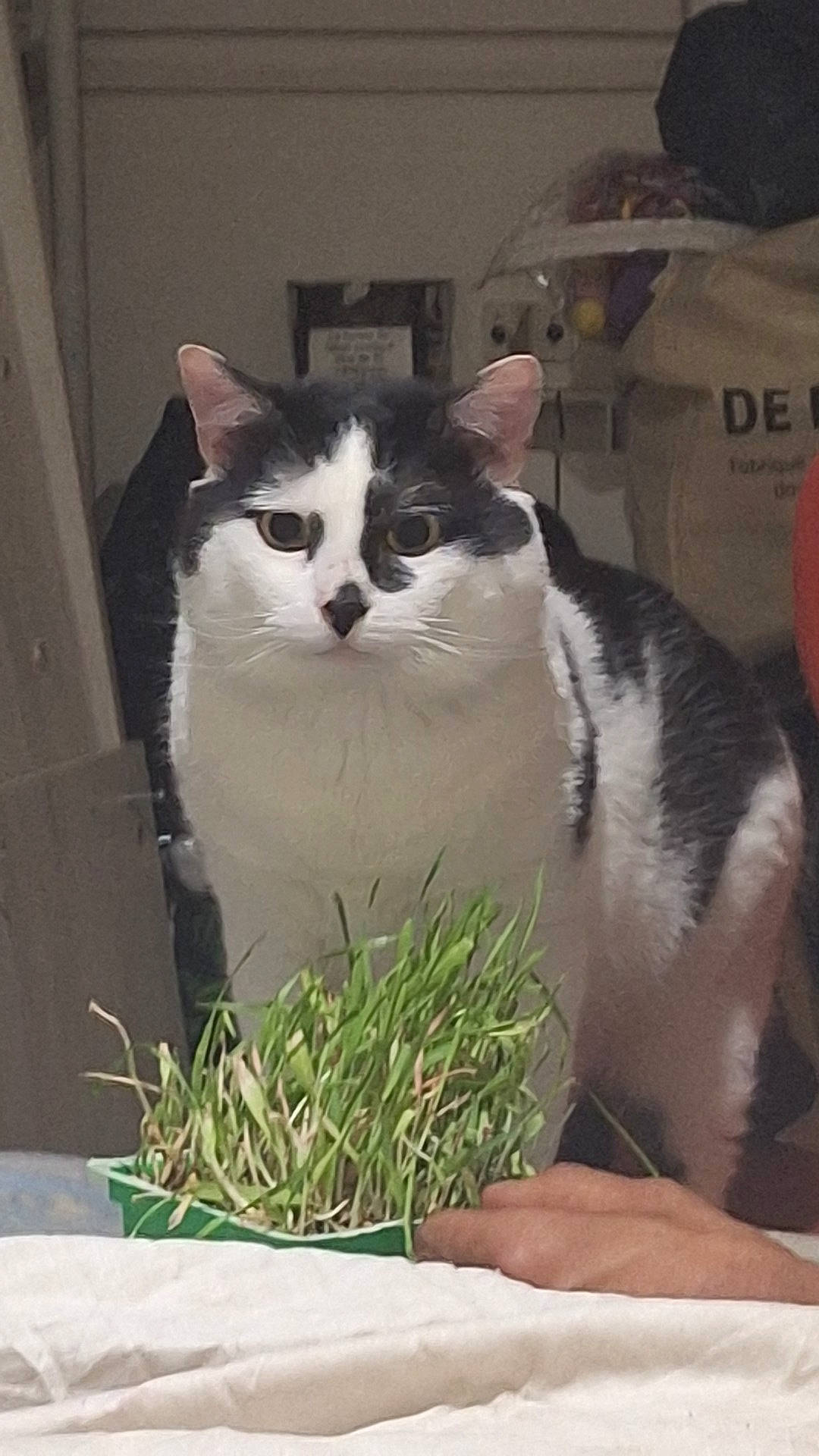 Ninja participe au concours pour gagner de l'argent avec cette photo : box, carnivore, cat, domestic_short_haired_cat, eye, felidae, fur, grass, herb, plant, sitting, small_to_medium_sized_cats, tail, tree, whiskers, window